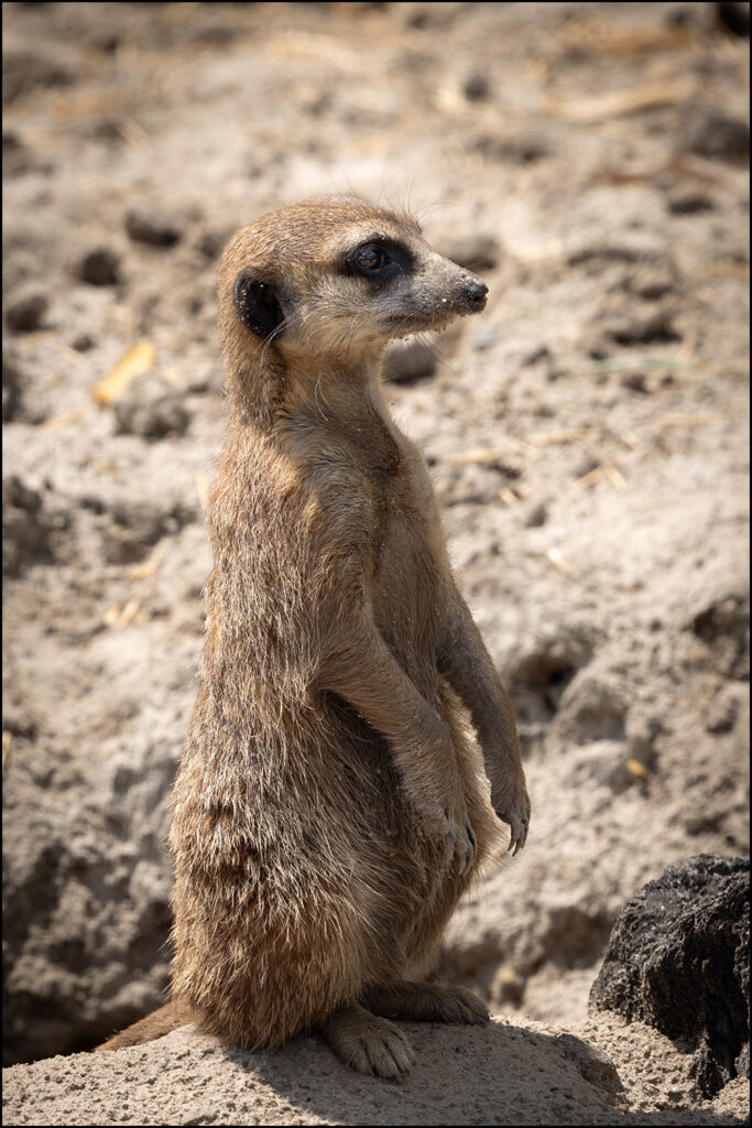 Stokstaartje Stokstaartje