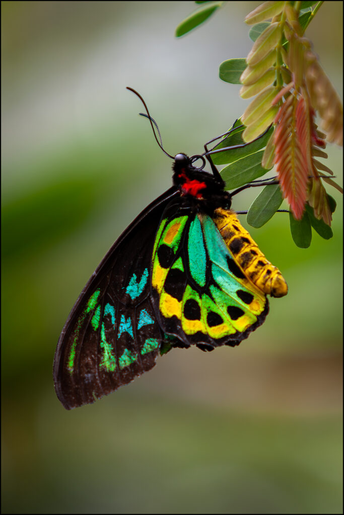 Cairns Birdwing vlinder Cairns Birdwing vlinder