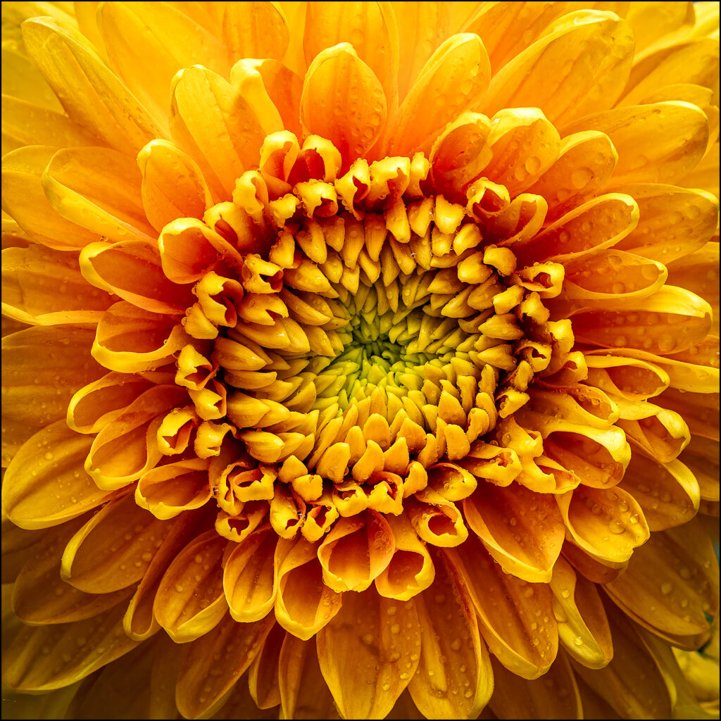 Chrysant