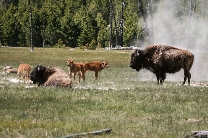 Kudde bizons nabij Madison