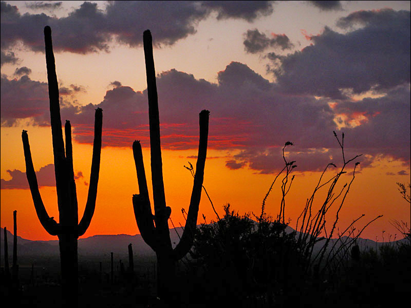 Saguaro National Park