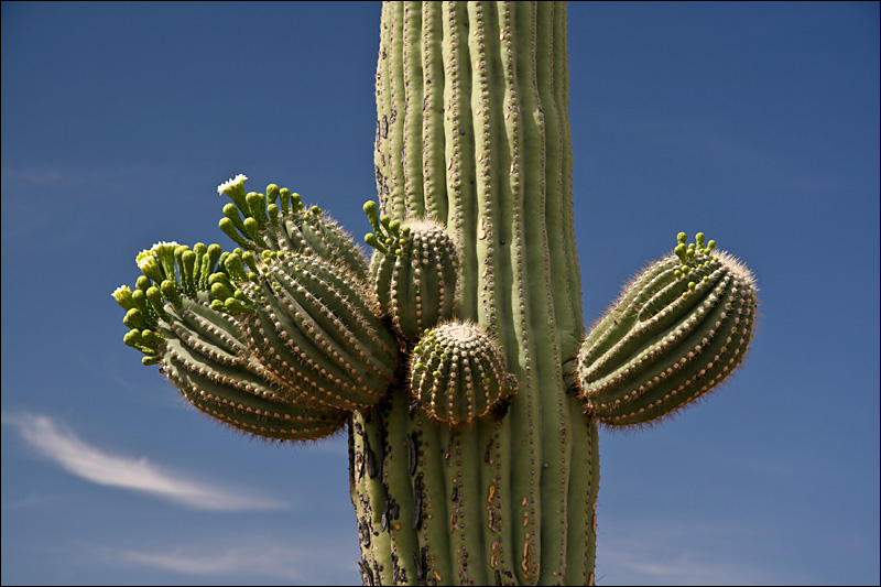 Saguaro NP