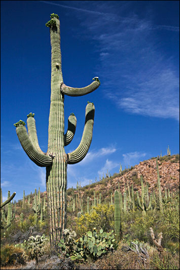 Saguaro NP