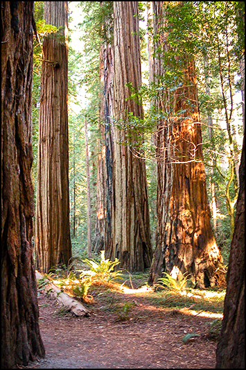 Jedediah Smith Redwoods State Park