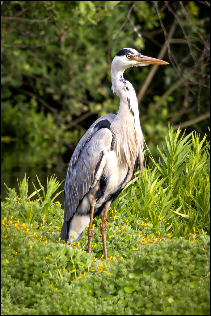 Blauwe Reiger Blauwe Reiger