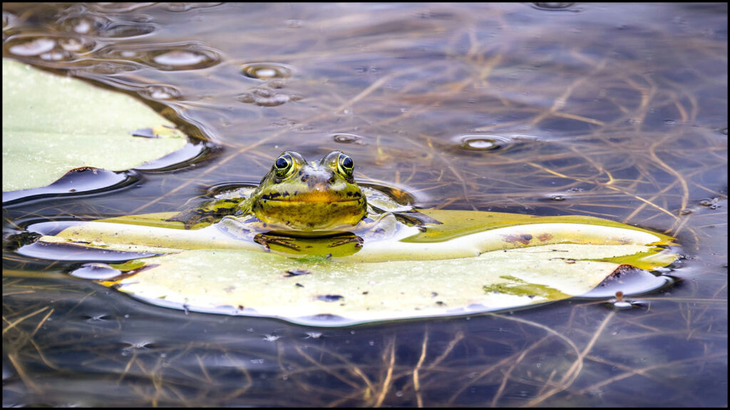 Meerkikker Meerkikker