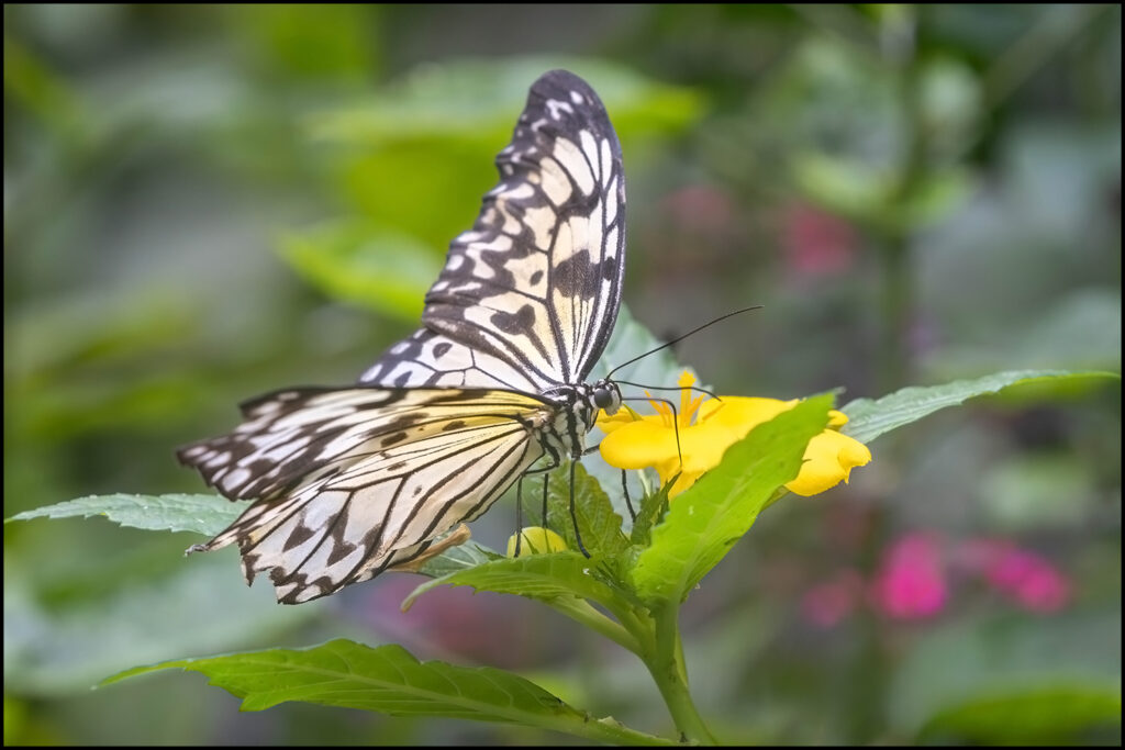 Paradijs Papilorama Paradijs Papilorama