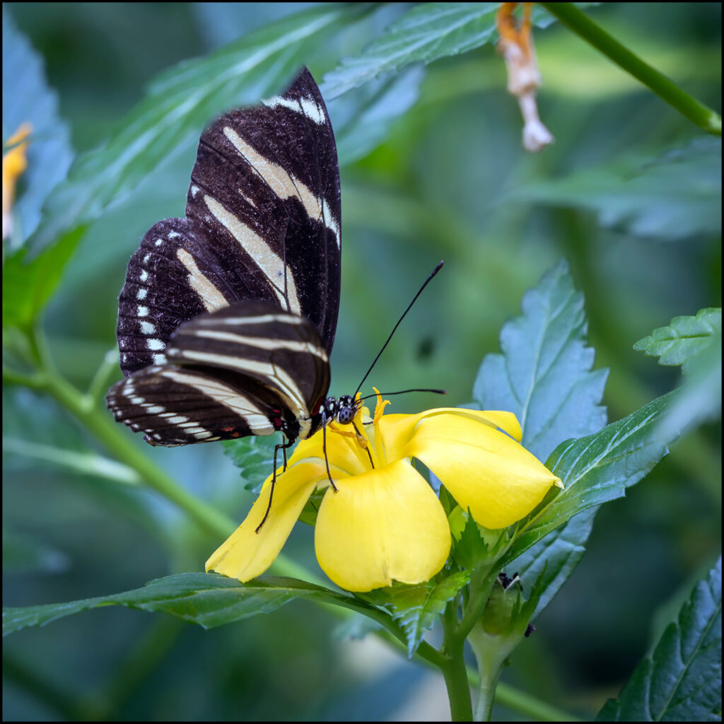 Zebra Vlinder Zebra Vlinder