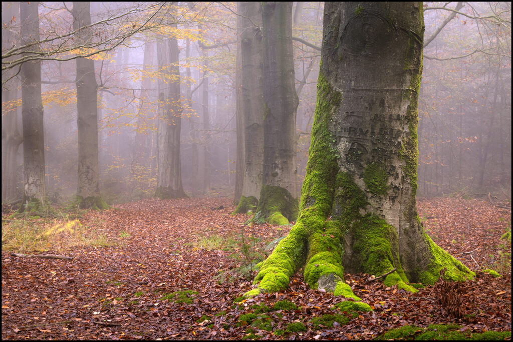 Herbertusbossen, Heeze