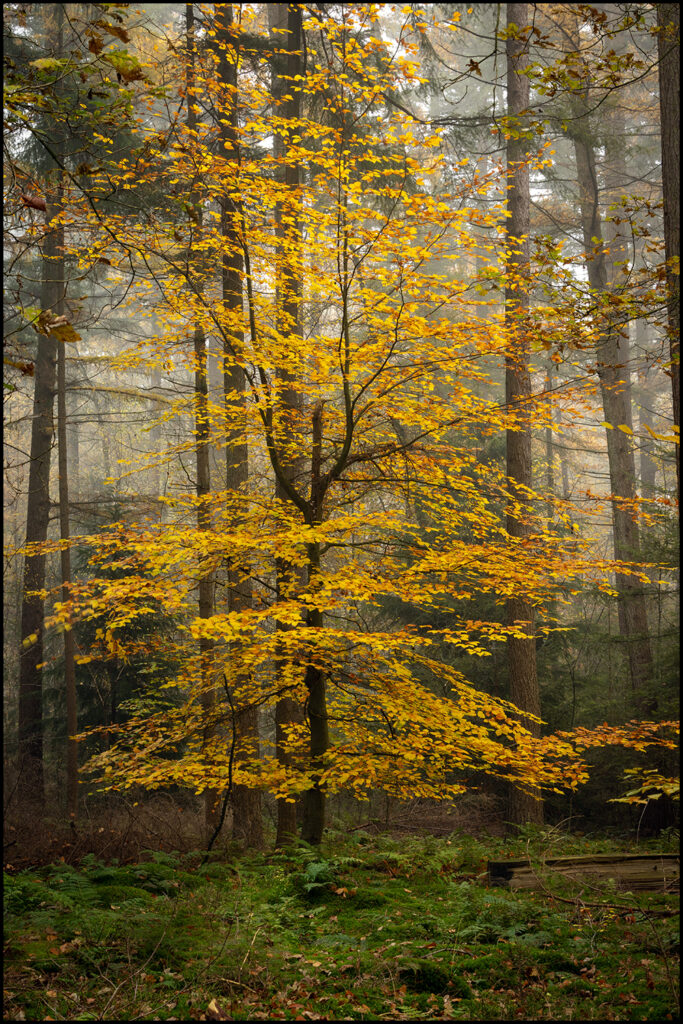 Herbertusbossen, Heeze Herbertusbossen, Heeze