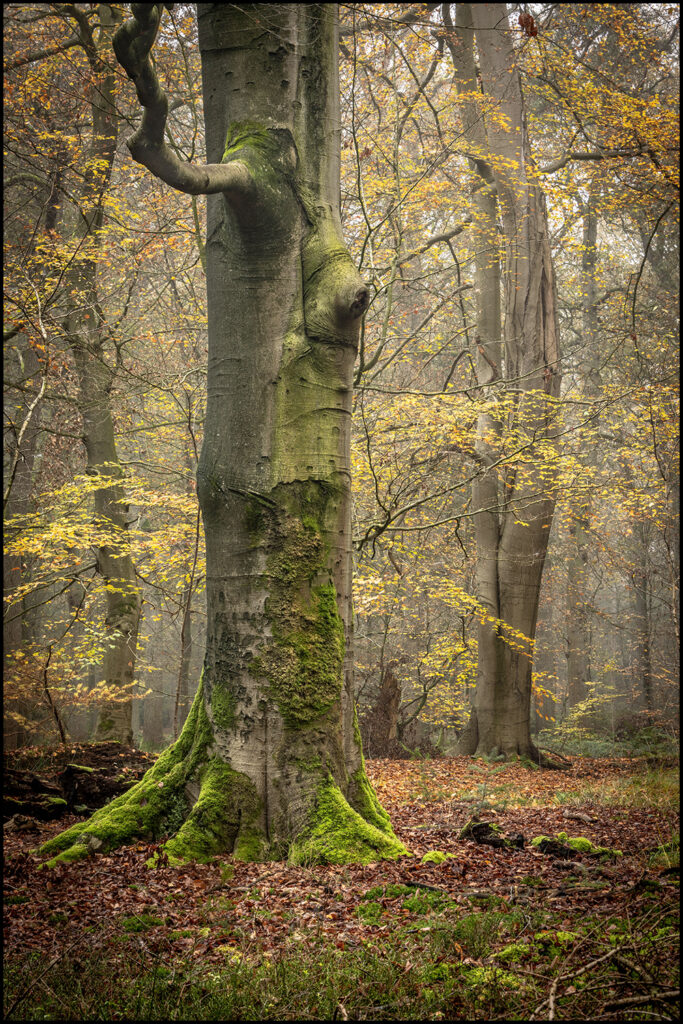 Herbertusbossen, Heeze Herbertusbossen, Heeze