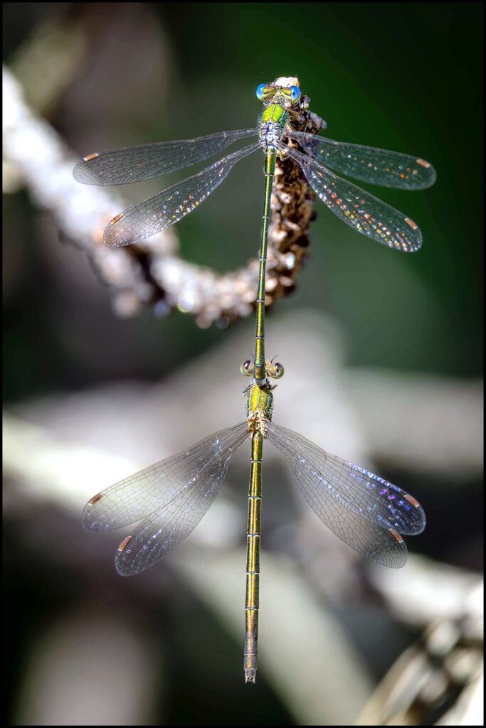 Parende Juffers Parende Juffers