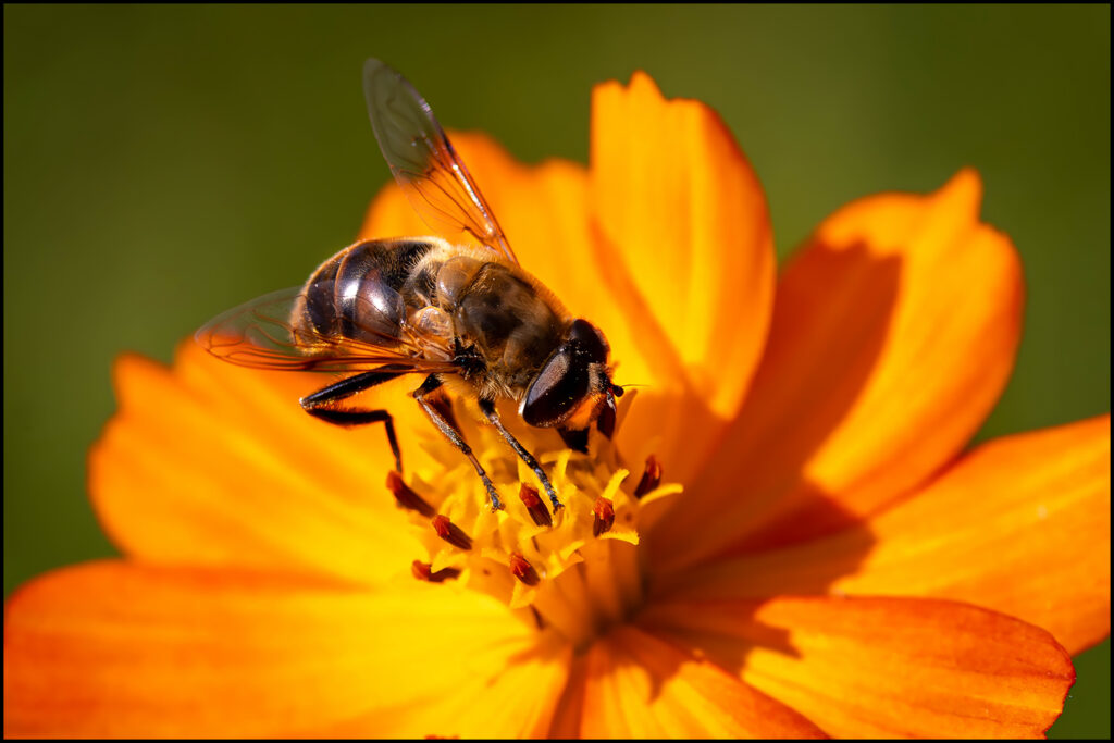 Blinde Vlieg Blinde Vlieg