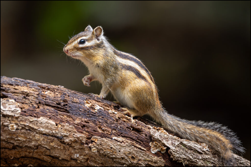 Siberische Grondeekhoorn