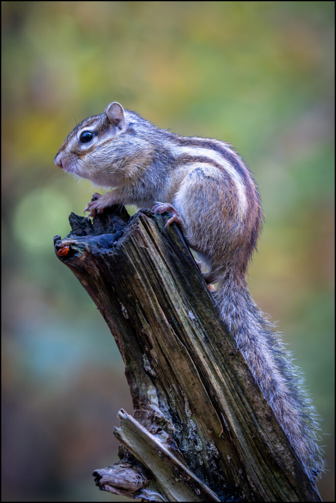 Siberische Grondeekhoorn Siberische Grondeekhoorn