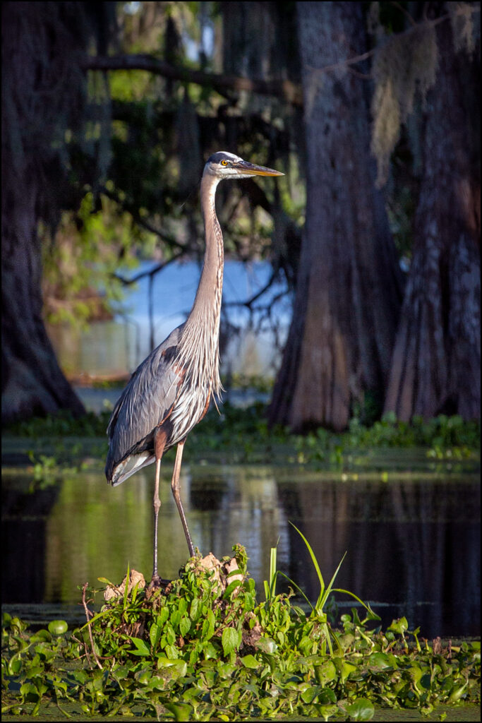 Heron, Lake Martin (Cypress Island Nature Preserve), Breaux Bridge, Louisiana