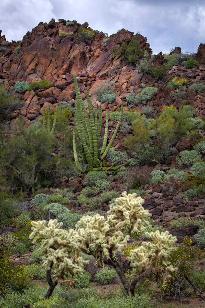 Organ Pipe Cactus National Monument, Arizona